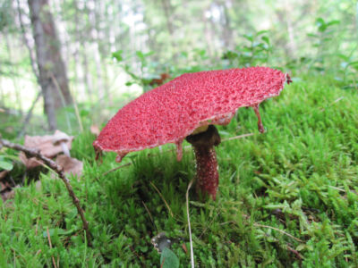 Дивный гриб Дивный гриб