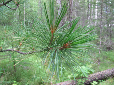 Иголки Иголки