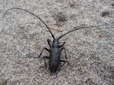 Жук Саянский Жук Саянский