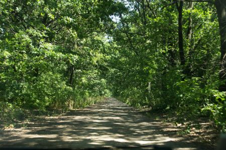 Губник. Карьеры. В туннеле из деревьев Губник. Карьеры. В туннеле из деревьев