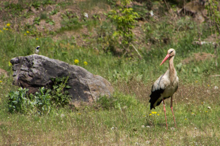 Первомайский уикенд на Южном Буге. Аист Первомайский уикенд на Южном Буге. Аист