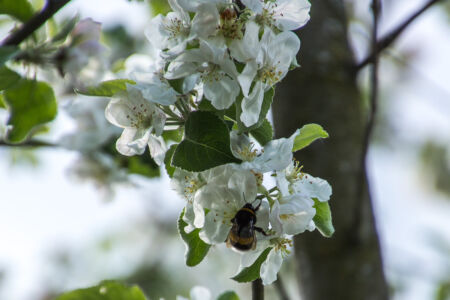 Первомайский уикенд на Южном Буге. Шмель Первомайский уикенд на Южном Буге. Шмель