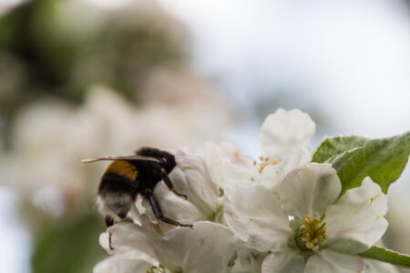 Первомайский уикенд на Южном Буге. Шмель Первомайский уикенд на Южном Буге. Шмель
