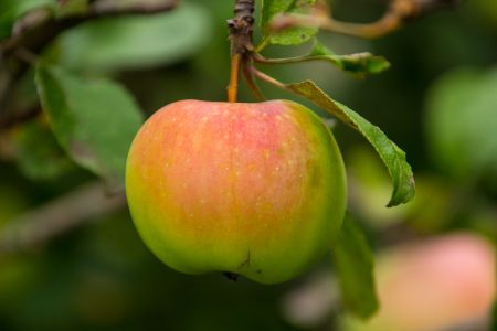 Яблоко Яблоко