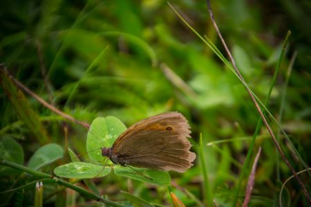 Бабочка Бабочка