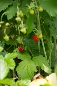 Уикенд на озере. Затопленный Черепашинский карьер Земляника