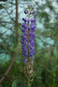 Уикенд на озере. Затопленный Черепашинский карьер Цветок