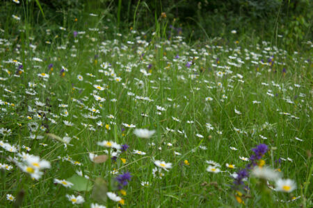 Уикенд на озере. Затопленный Черепашинский карьер Цветы на берегу Черепашинского карьера