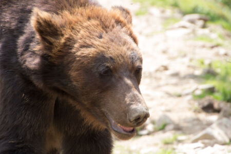 Мишка Тур по Закарпатью. Мишка