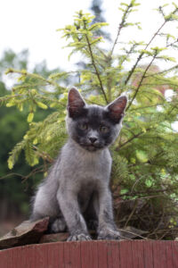 Смотритель за медведями Тур по Закарпатью. Смотритель за медведями