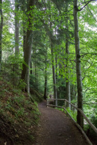 Смотровая тропа вокруг озера Синевир Тур по Закарпатью. Смотровая тропа вокруг озера Синевир