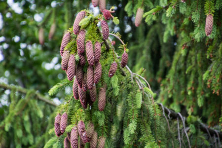 2015-06-27--19-10--092 - Тур по Закарпатью