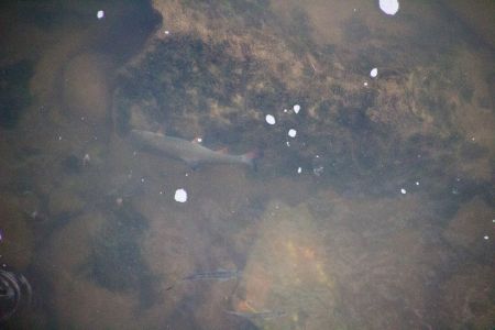 Тур по Закарпатью. Много рыбы прямо под мостом Тур по Закарпатью. Много рыбы прямо под мостом