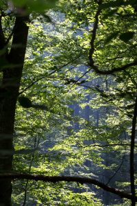 Тур по Закарпатью. В лесу Тур по Закарпатью. В лесу