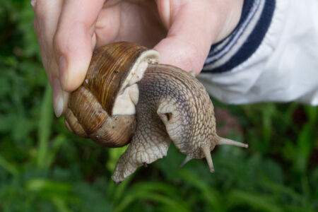 Тур по Закарпатью. Огромная улитка Тур по Закарпатью. Огромная улитка