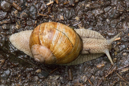 Тур по Закарпатью. Улитка скороход Тур по Закарпатью. Улитка скороход
