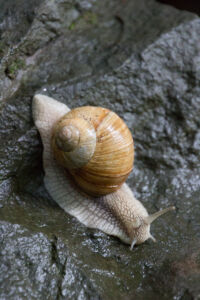 Тур по Закарпатью. Улитка скалолаз Тур по Закарпатью. Улитка скалолаз