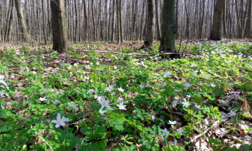 Весенние лесные цветочки Весенние лесные цветочки