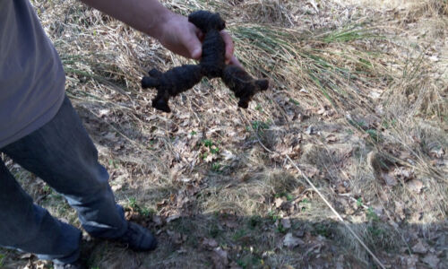 Издалека похоже на рака Издалека похоже на рака