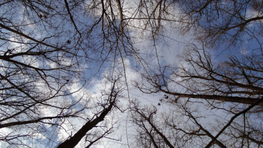 Небо в лесу без лисьев Небо в лесу без лисьев