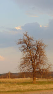 Рыжее дерево Рыжее дерево