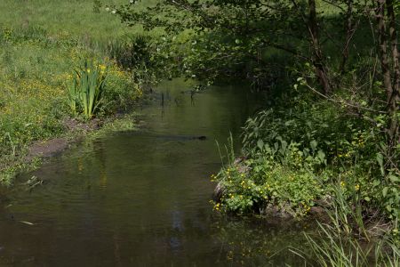 Обитатель речки Устя 2015-05-23--15-36--027 - Уикенд на Южном Буге в Гранитном