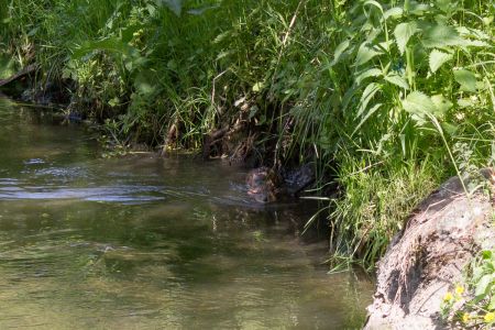 Их двое! Наверное это выдры? 2015-05-23--15-37--030 - Уикенд на Южном Буге в Гранитном