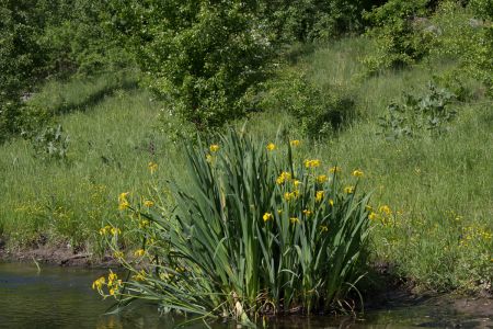Ирис Желтый или Ирис Болотный 2015-05-23--15-40--036 - Уикенд на Южном Буге в Гранитном