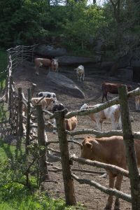 Загон для скота 2015-05-23--15-51--040 - Уикенд на Южном Буге в Гранитном