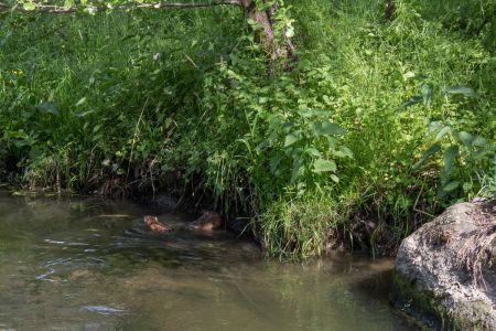 Зверьки резвятся 2015-05-23--16-03--045 - Уикенд на Южном Буге в Гранитном