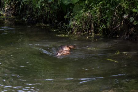 Но что же это за зверь? Ондатра! 2015-05-23--16-03--046 - Уикенд на Южном Буге в Гранитном