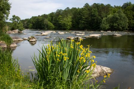 Ирисы на Южном Буге 2015-05-23--16-14--055 - Уикенд на Южном Буге в Гранитном