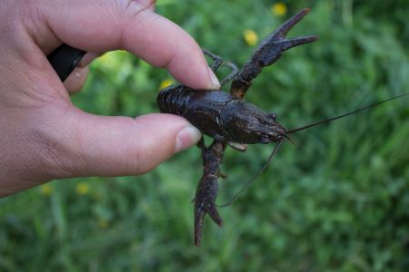 Рачок 2015-05-23--17-35--062 - Уикенд на Южном Буге в Гранитном