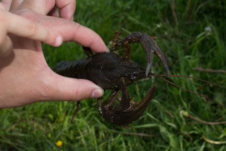 Рак 2015-05-23--17-36--065 - Уикенд на Южном Буге в Гранитном