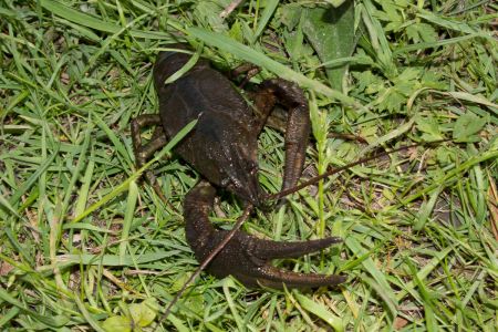 Большой рак 2015-05-23--17-37--067 - Уикенд на Южном Буге в Гранитном