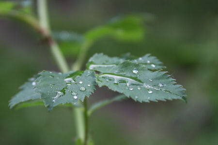 После дождя 2015-05-31--18-00--027 - Выходные в Гранитном