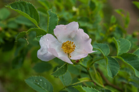 Еще много растений цветет 2015-05-31--18-01--029 - Выходные в Гранитном