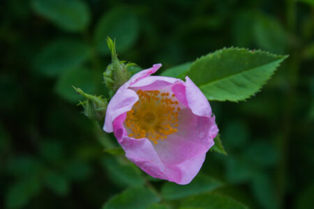 Дикая роза 2015-05-31--18-02--030 - Выходные в Гранитном