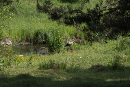 К нам пришел местный обитатель 2015-06-01--15-38--063 - Выходные в Гранитном