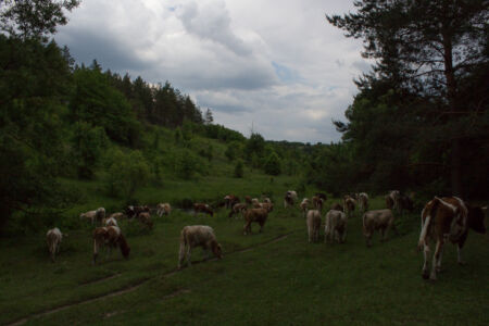 Буренки 2015-06-01--16-18--067 - Выходные в Гранитном