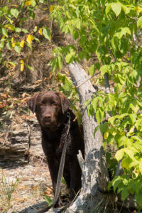 Отдых на реке Ушица. Оливер Отдых на реке Ушица. Оливер