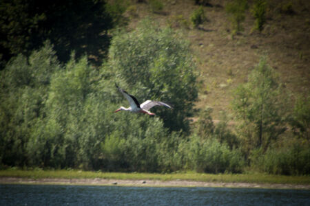 Отдых на реке Ушица. Аист Отдых на реке Ушица. Аист
