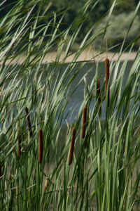 Отдых на реке Ушица. Шумел камыш Отдых на реке Ушица. Шумел камыш