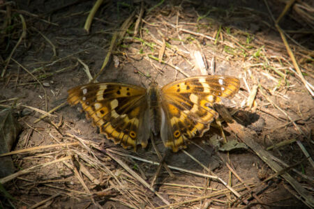 Отдых на реке Ушица. Бабочка, красивая Отдых на реке Ушица. Бабочка, красивая