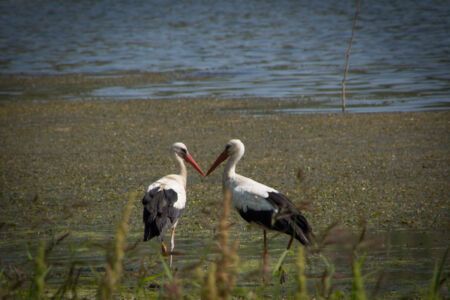 Отдых на реке Ушица. Пара аистов Отдых на реке Ушица. Пара аистов