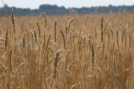 Отдых на реке Ушица. Хлебное поле Отдых на реке Ушица. Хлебное поле