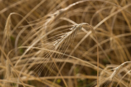 Отдых на реке Ушица. Колос Отдых на реке Ушица. Колос