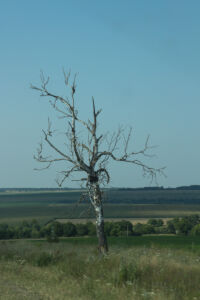Отдых на реке Ушица. Сухое дерево Отдых на реке Ушица. Сухое дерево